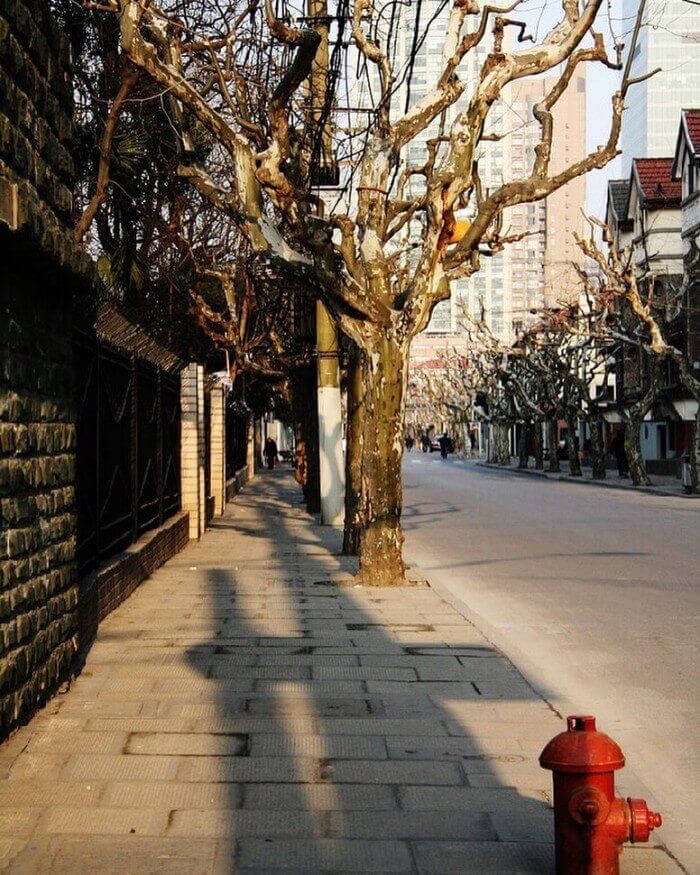 上海舊法租界 13597830_1034028593354867_1255991578_n