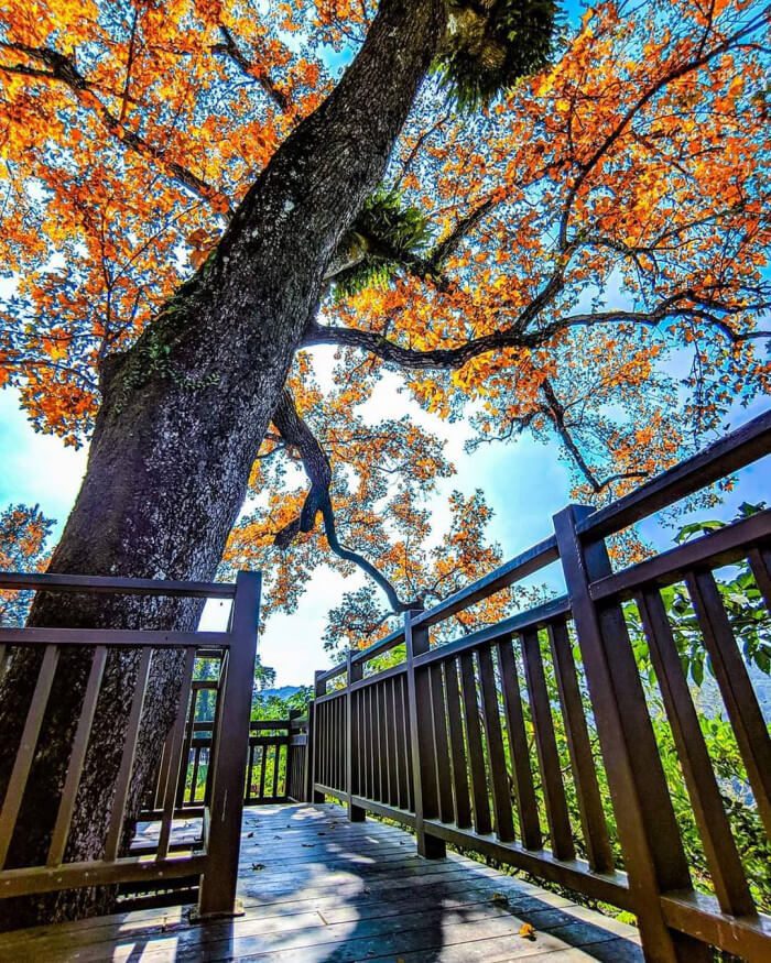 台南關子嶺紅葉公園