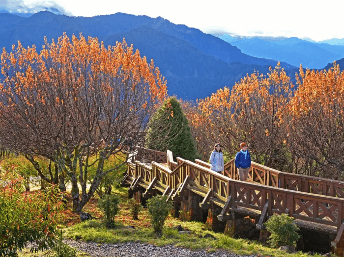 嘉義阿里山國家森林遊樂區