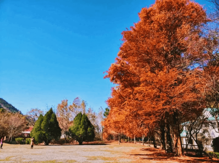 南投奧萬大國家森林遊樂區