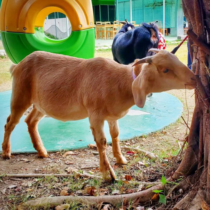 赤腳ㄚ生態農莊